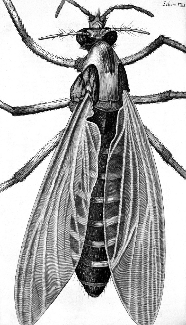 Microscopy by Frederick (attr. to) Barnard