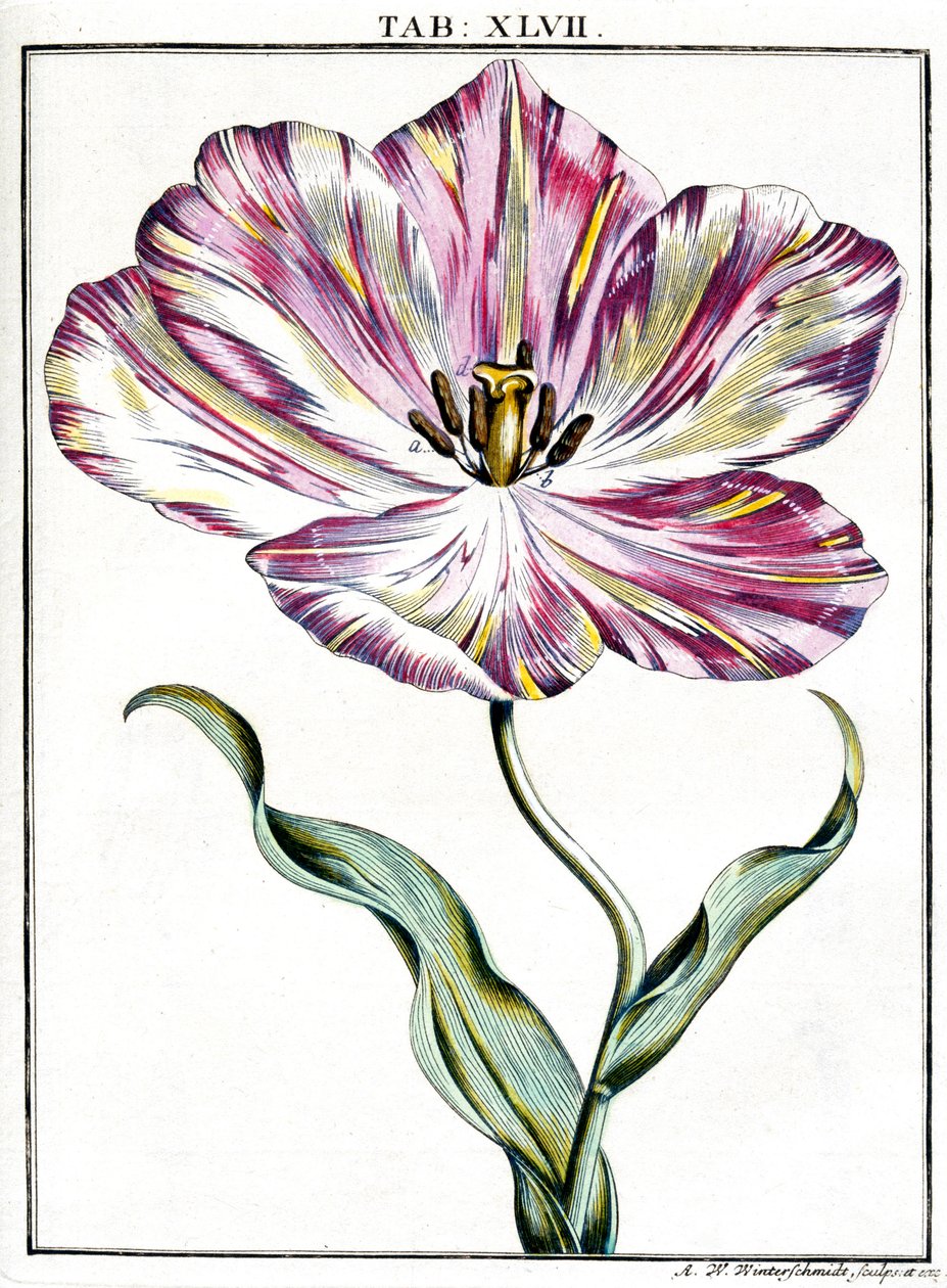 Microscopy by Frederick (attr. to) Barnard