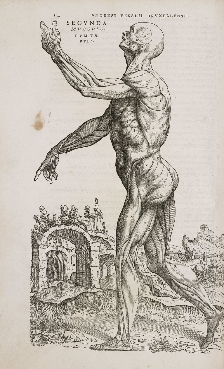 Side View of the Superficial Muscles of the Male Human Body by Frederick (attr. to) Barnard