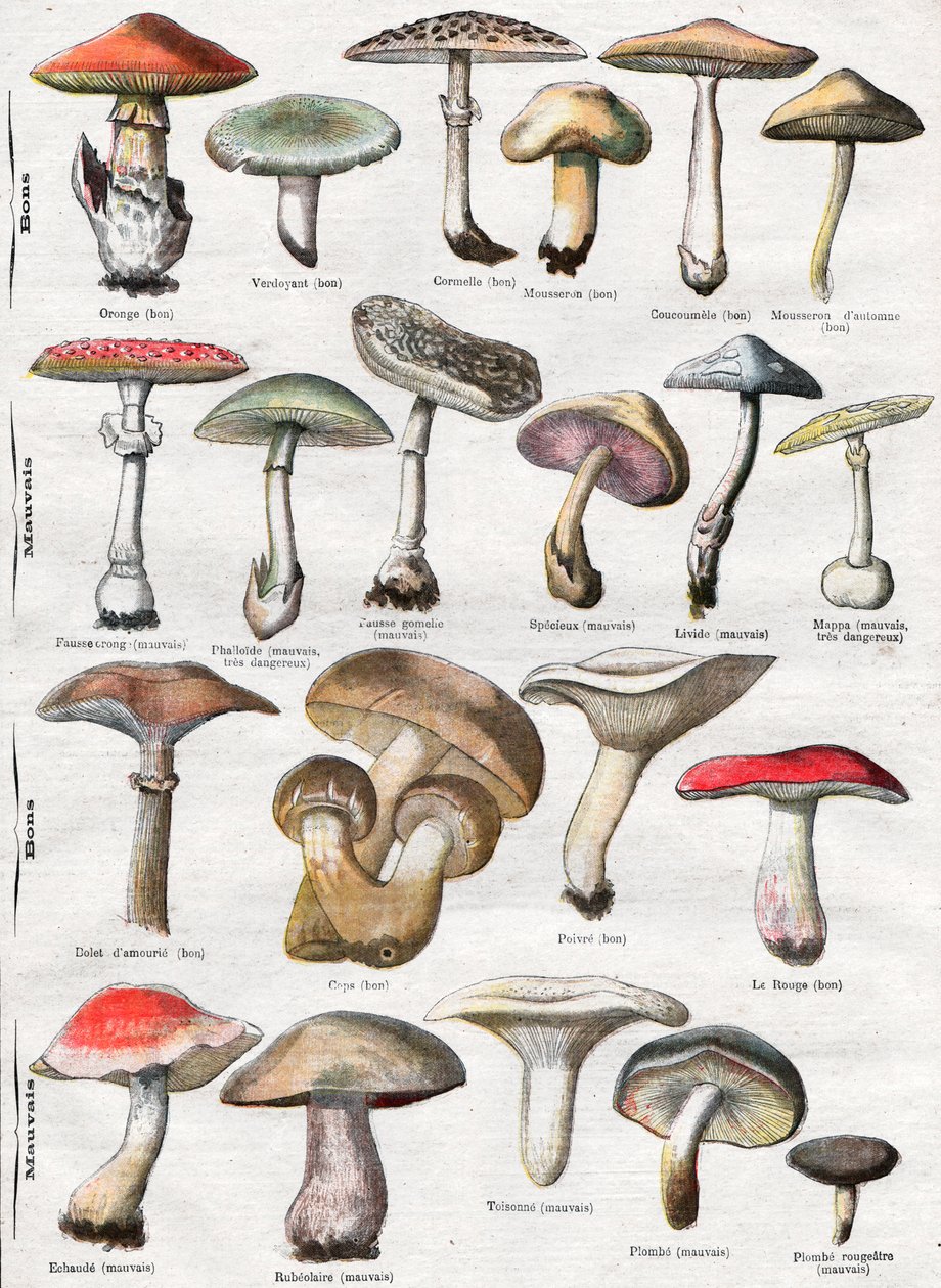 Mushrooms by . .
