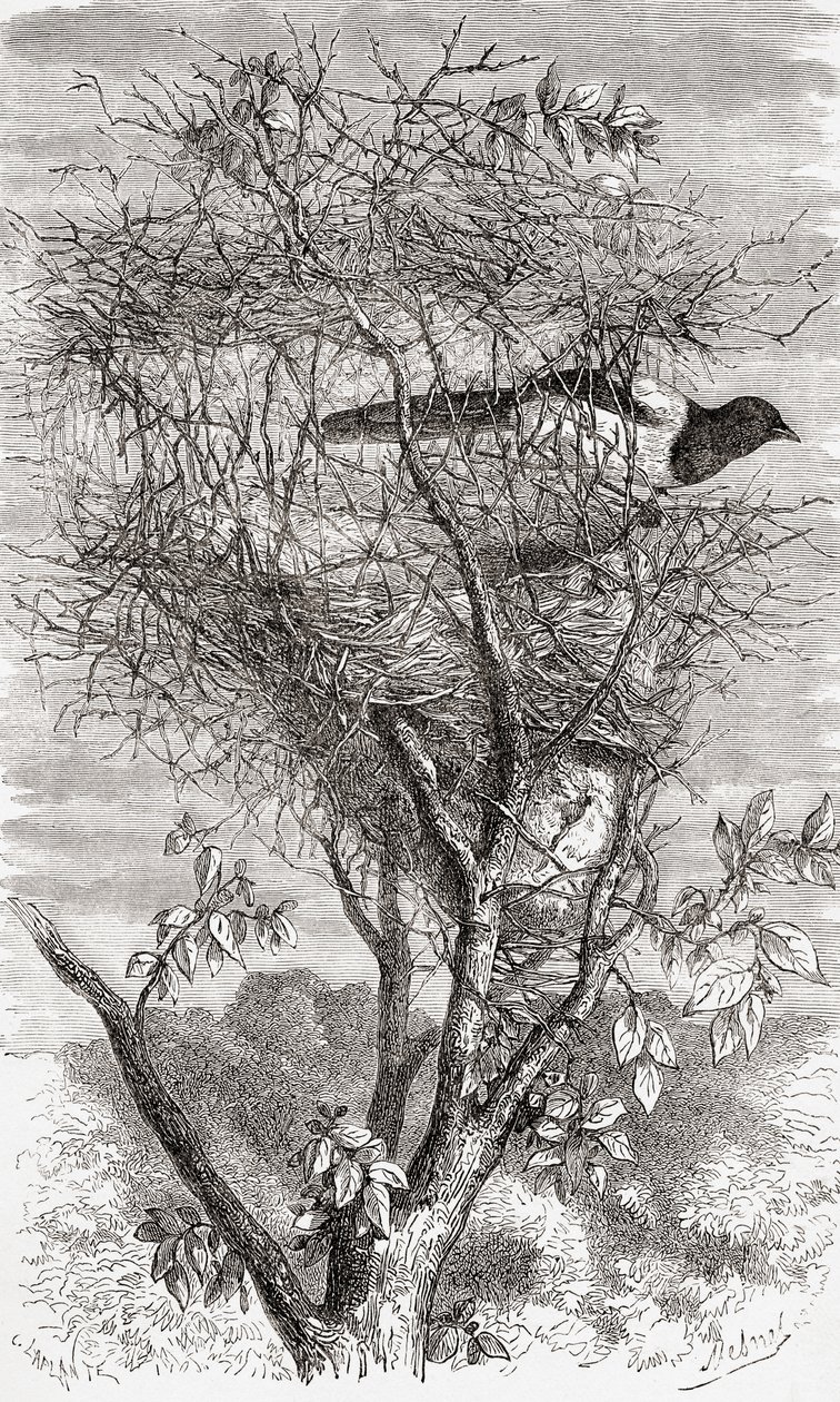 Nest of the Eurasian magpie or common magpie (Pica pica) by . .