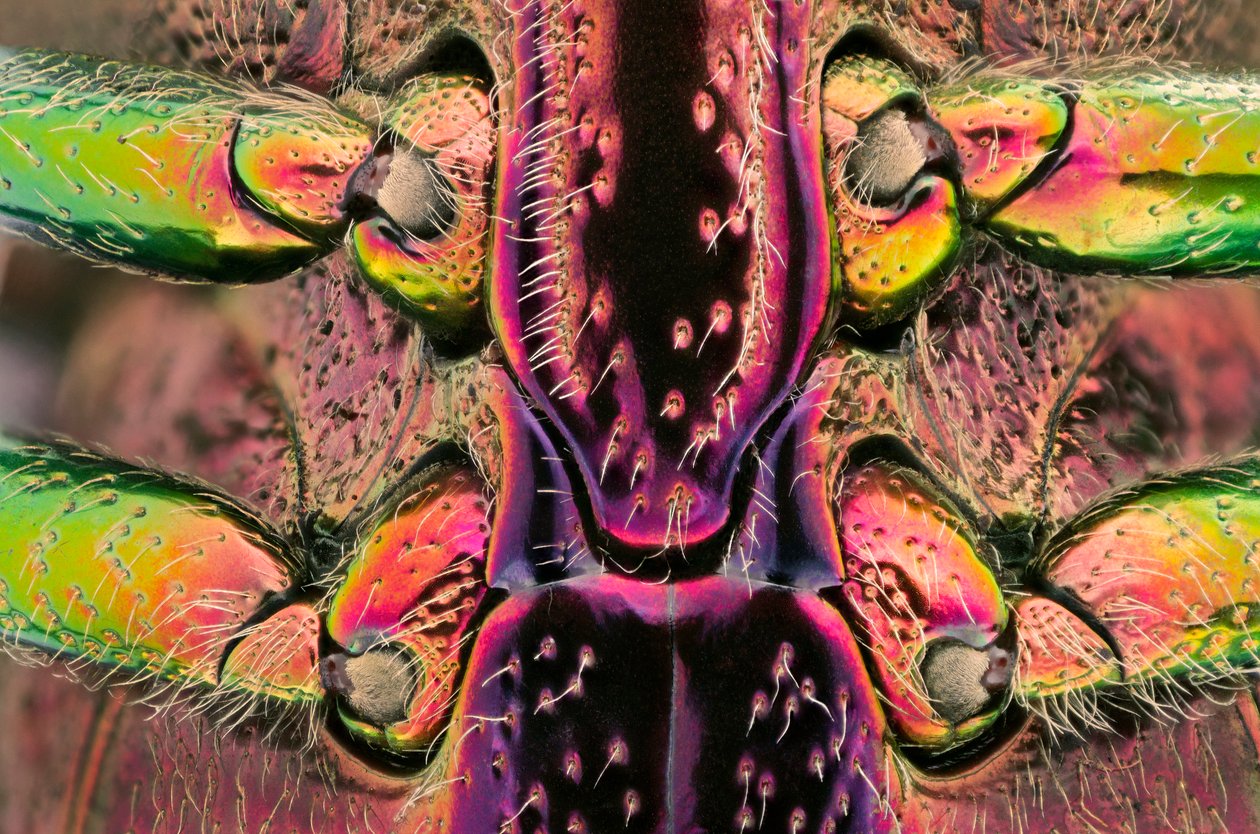 Polybothris quadricollis from Madagascar (detail) by John Pardon