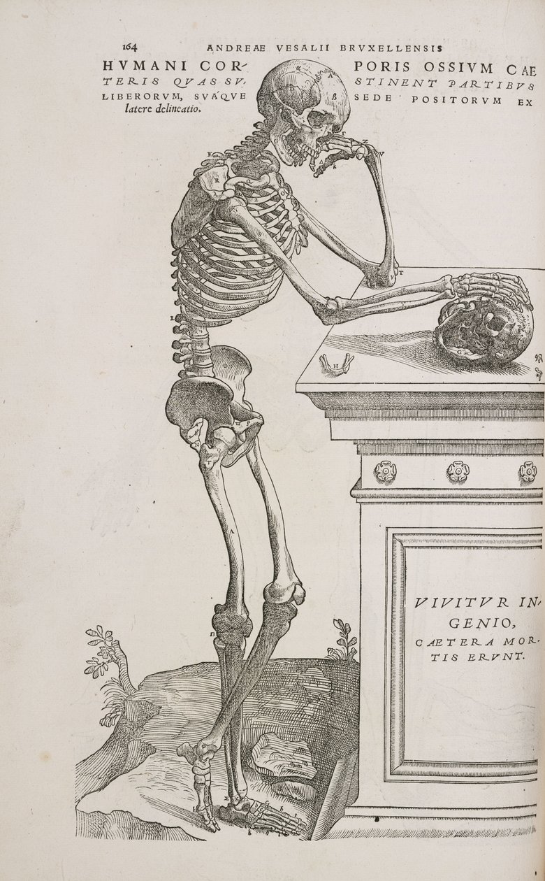 A Human Articulated Skeleton Seen from the Side by Frederick (attr. to) Barnard