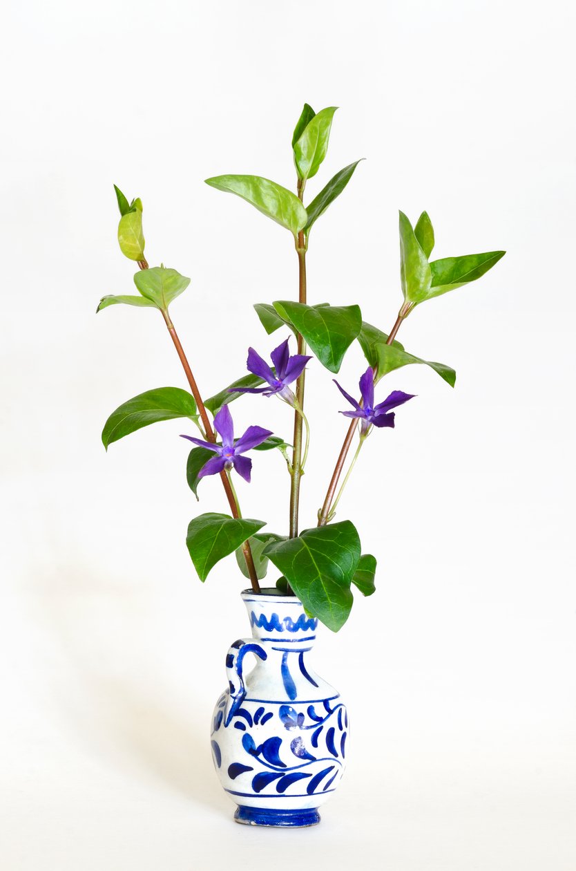 Three Stalks of Greater Periwinkle (Vinca Major) Flowering in Vase by . .