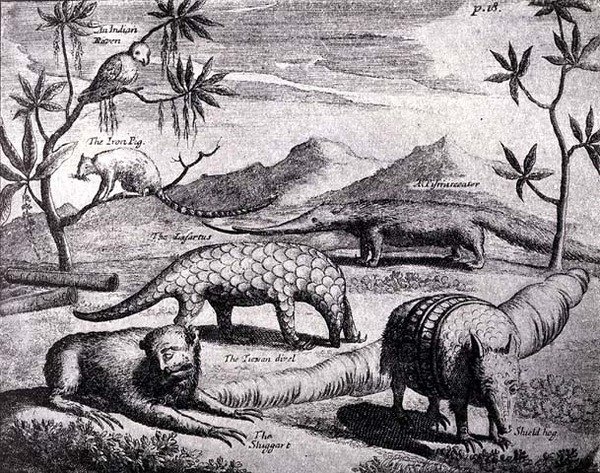 Creatures of the Northern River Plate, as pictured by an early artist, from Nierhoffs Voyages and Travels, from The Romance of the River Plate, Vol. I, by W. H. Koebel, 1914 by after German School
