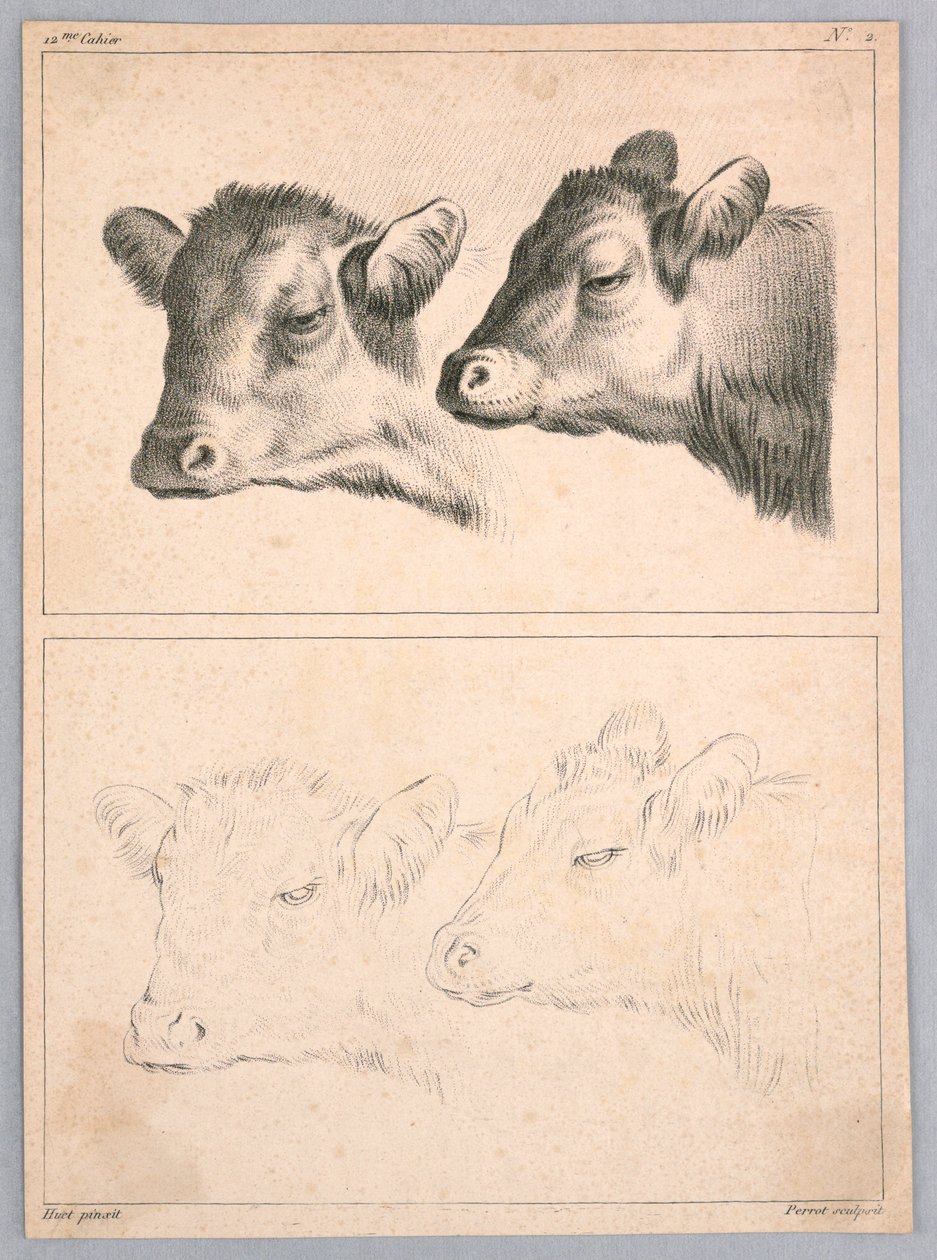 Two Cow Heads, Plate No. 2 from the 12th Study Notebook by after Jean Baptiste Huet