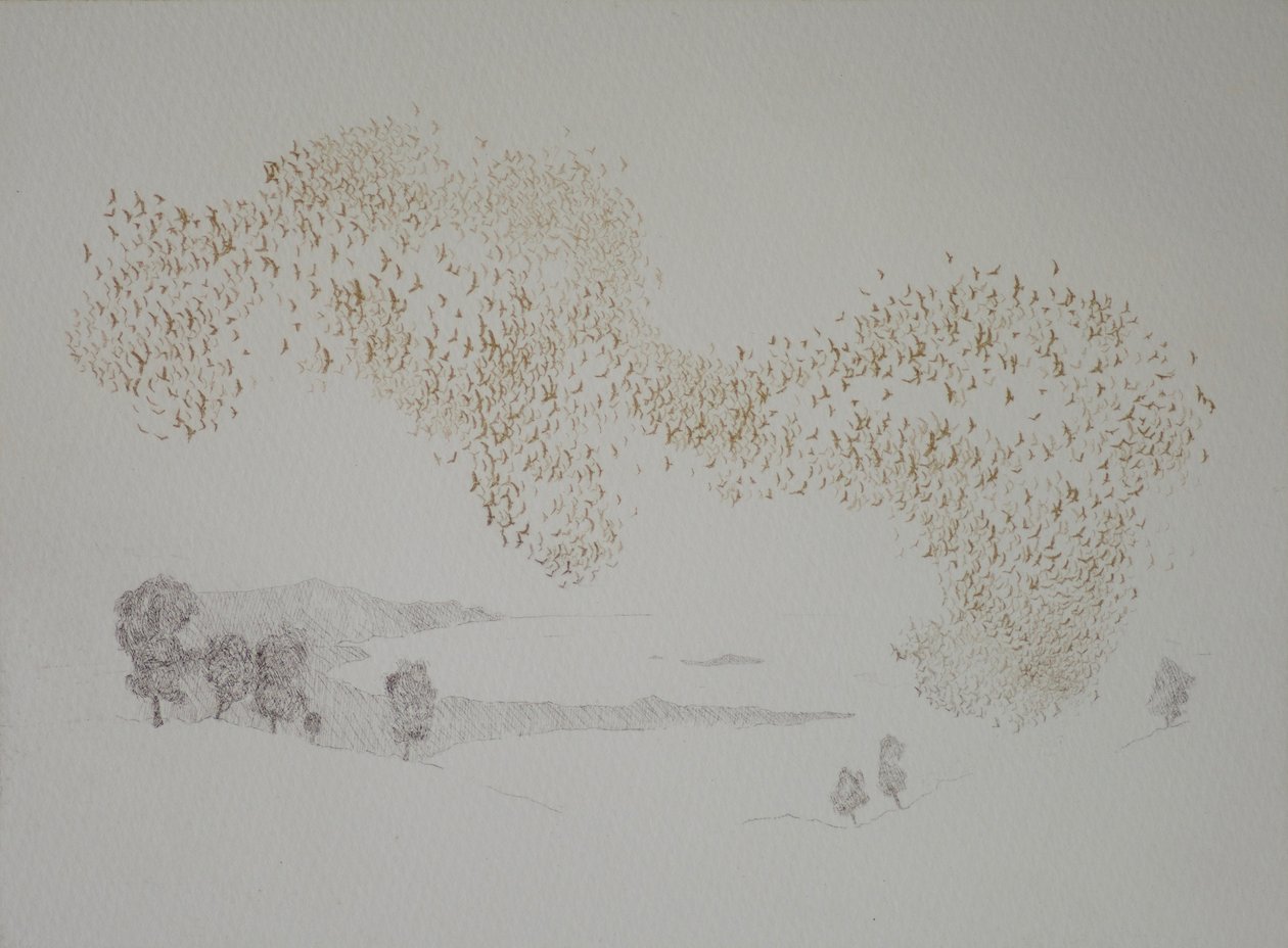 Sunbirds by angus hampel