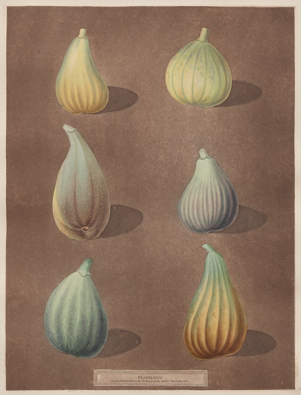 Pomona Britannica: No. 74 - Figs by attributed to Richard Brookshaw