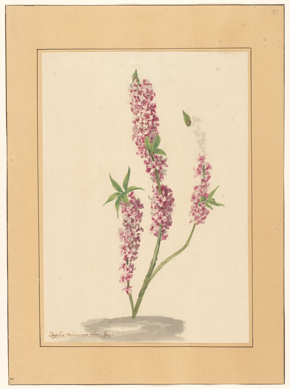 Red Pepper Tree on a Ground by familie Van der Vinne (attributed to)