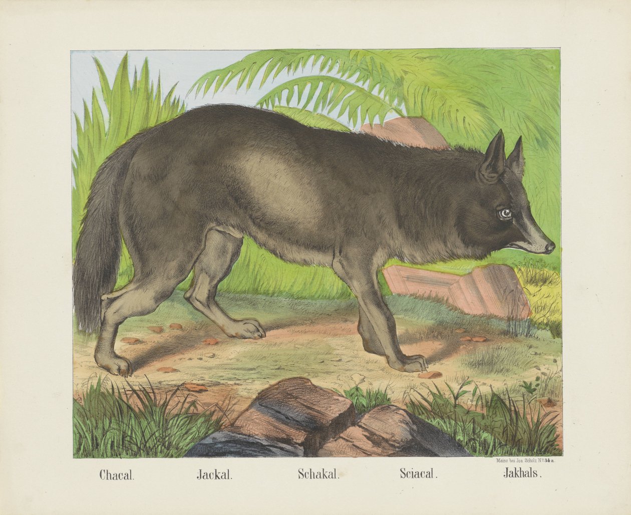 Jackal by firma Joseph Scholz