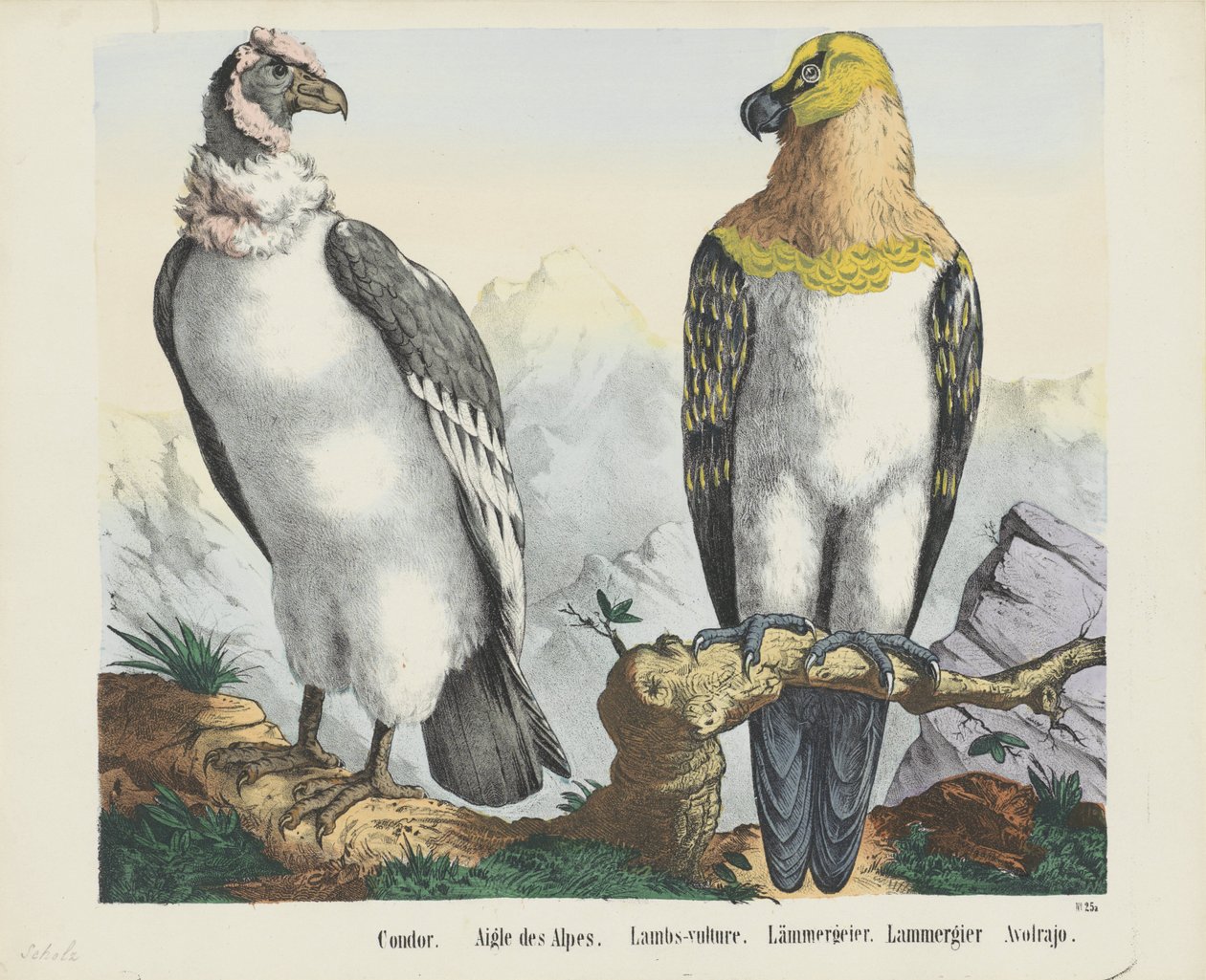 Condor by firma Joseph Scholz