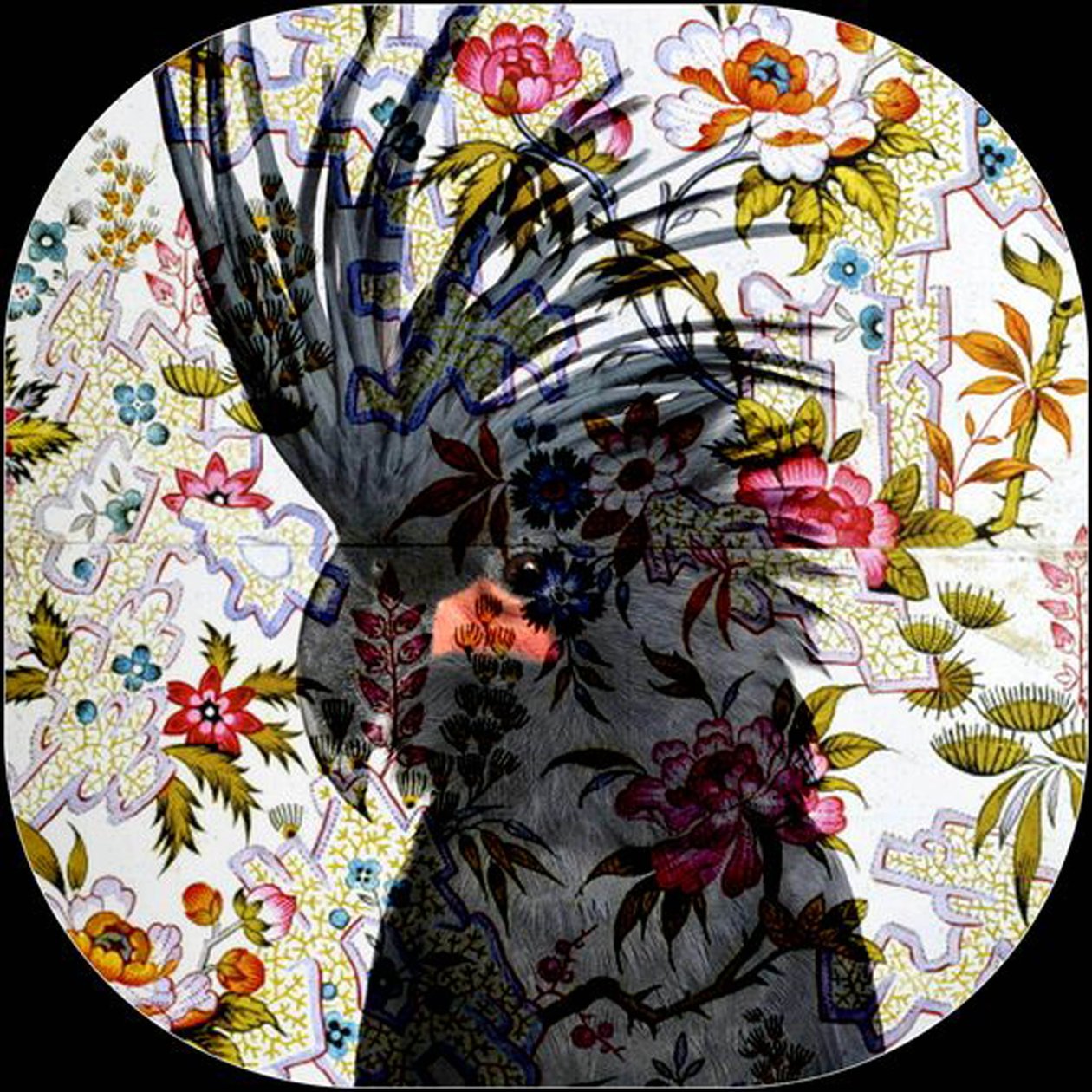 Black Parrot by linda arthurs