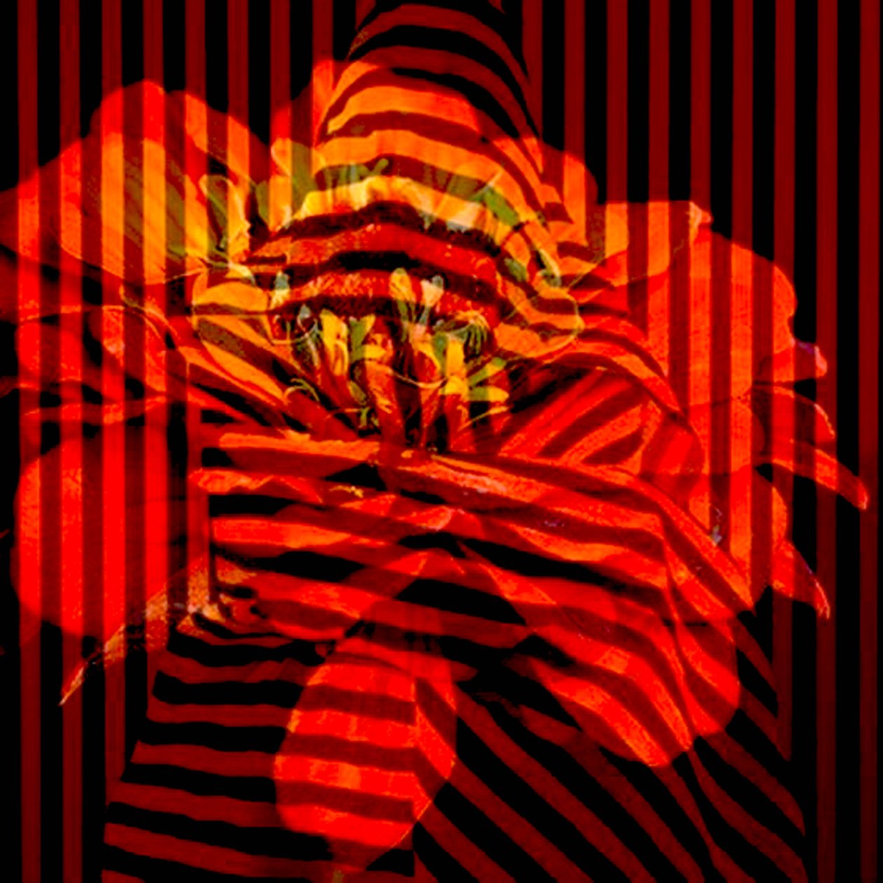 Flower Collage by linda arthurs