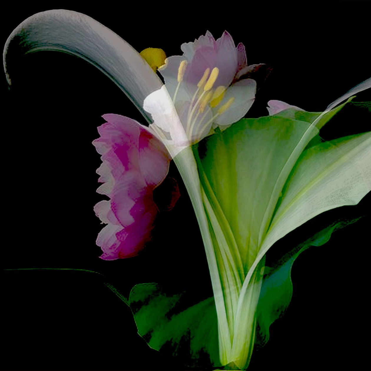 Flower Collage by linda arthurs