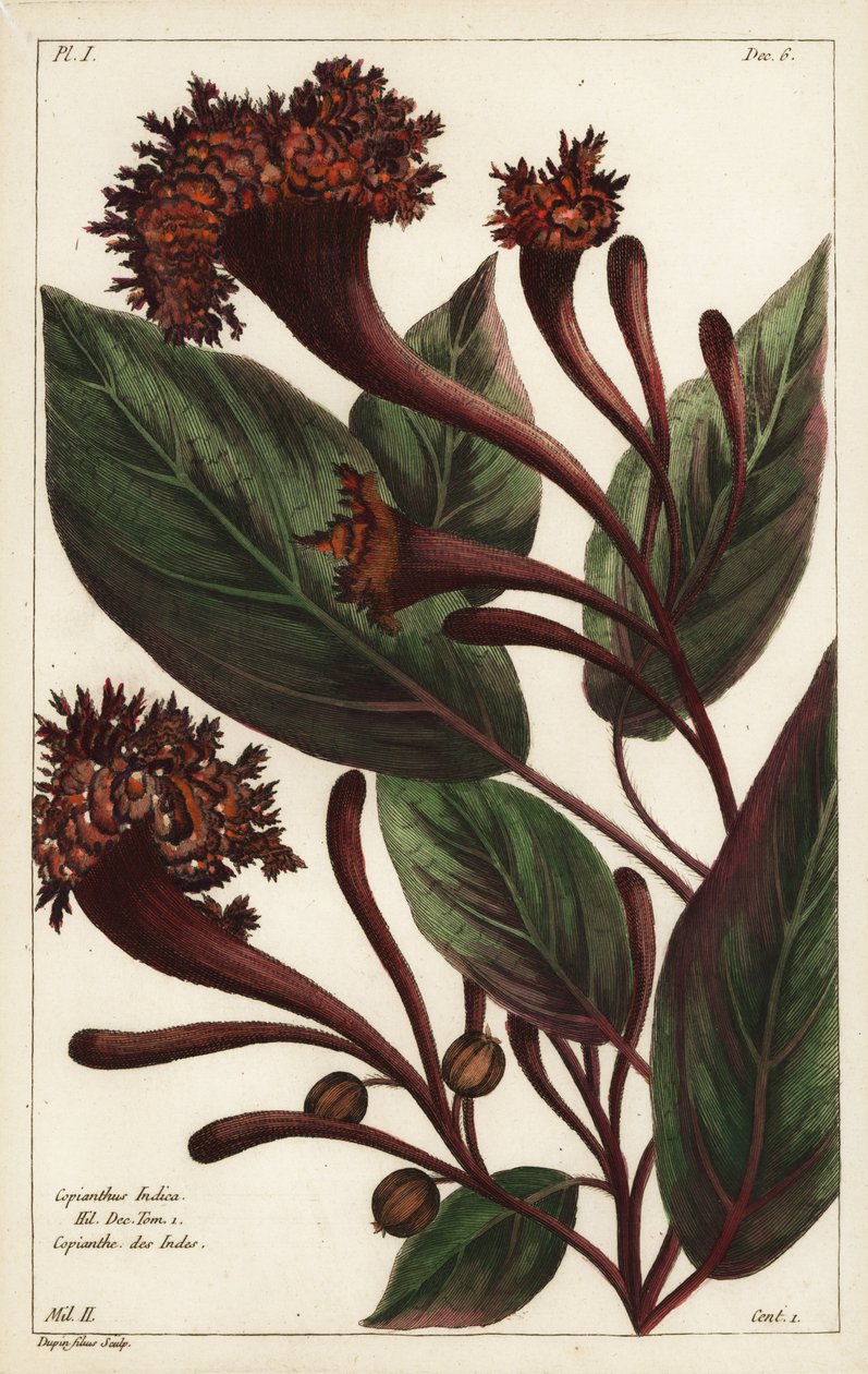 Cornucopian shrub, Copianthus indica by the Younger Dupin