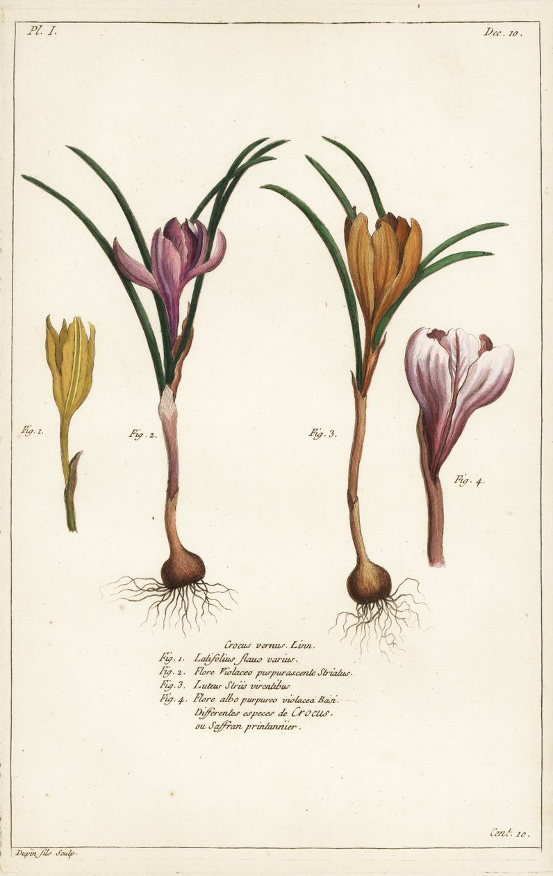 Different Species of Spring Crocus, Crocus vernus, Linn by the Younger Dupin