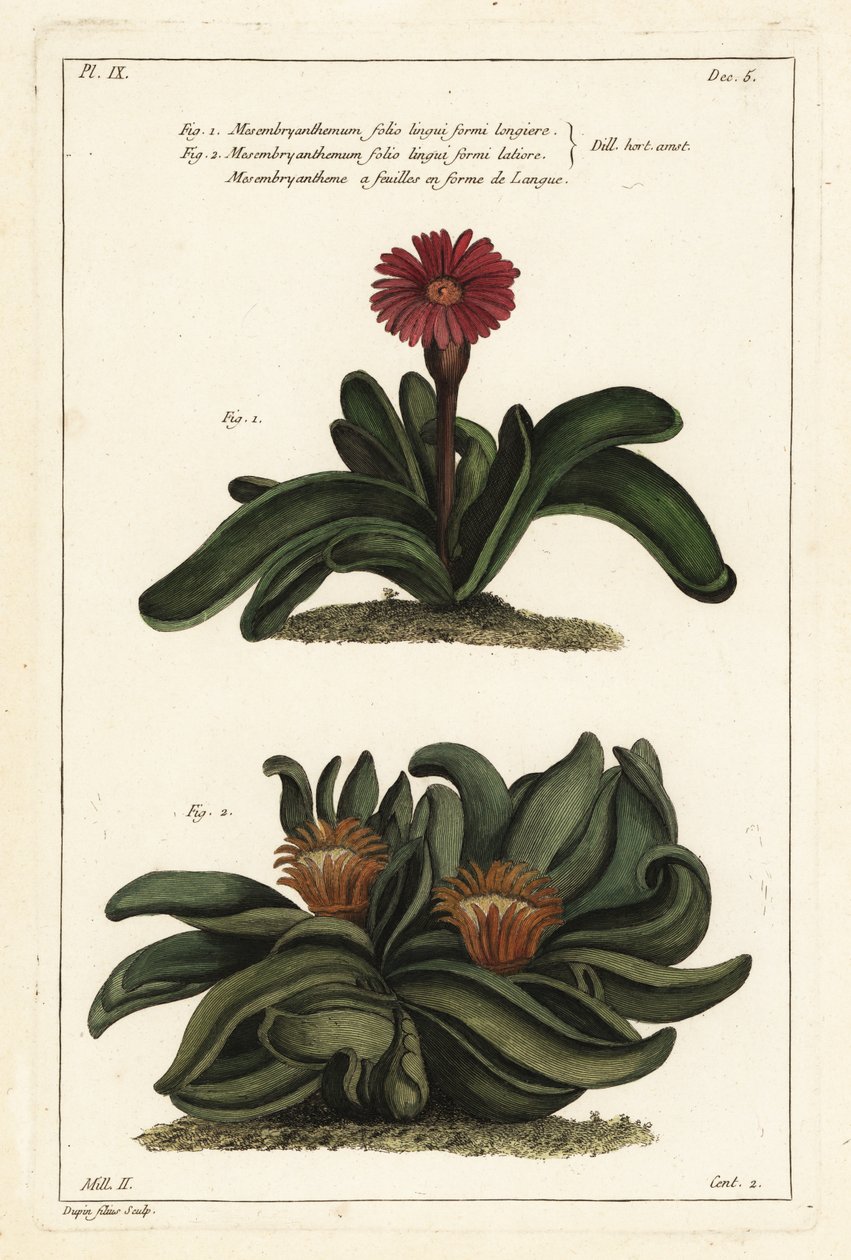 Elkhorn plant by the Younger Dupin