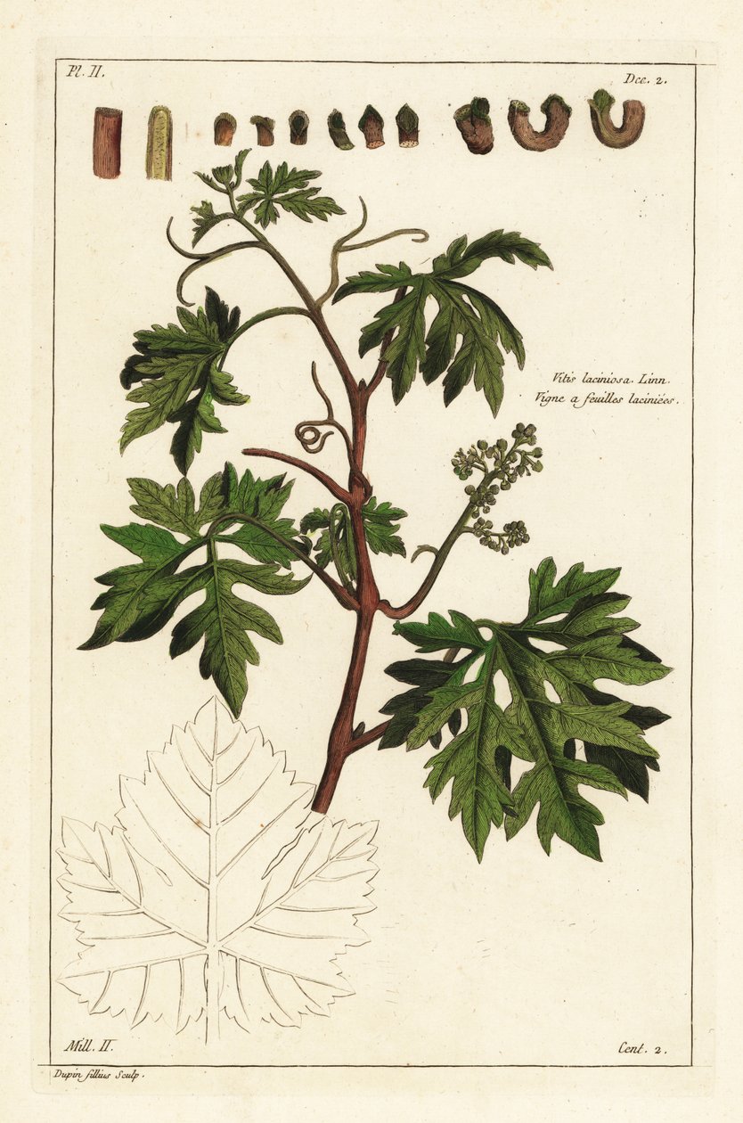 Leaves and budding grapes on a grape vine by the Younger Dupin