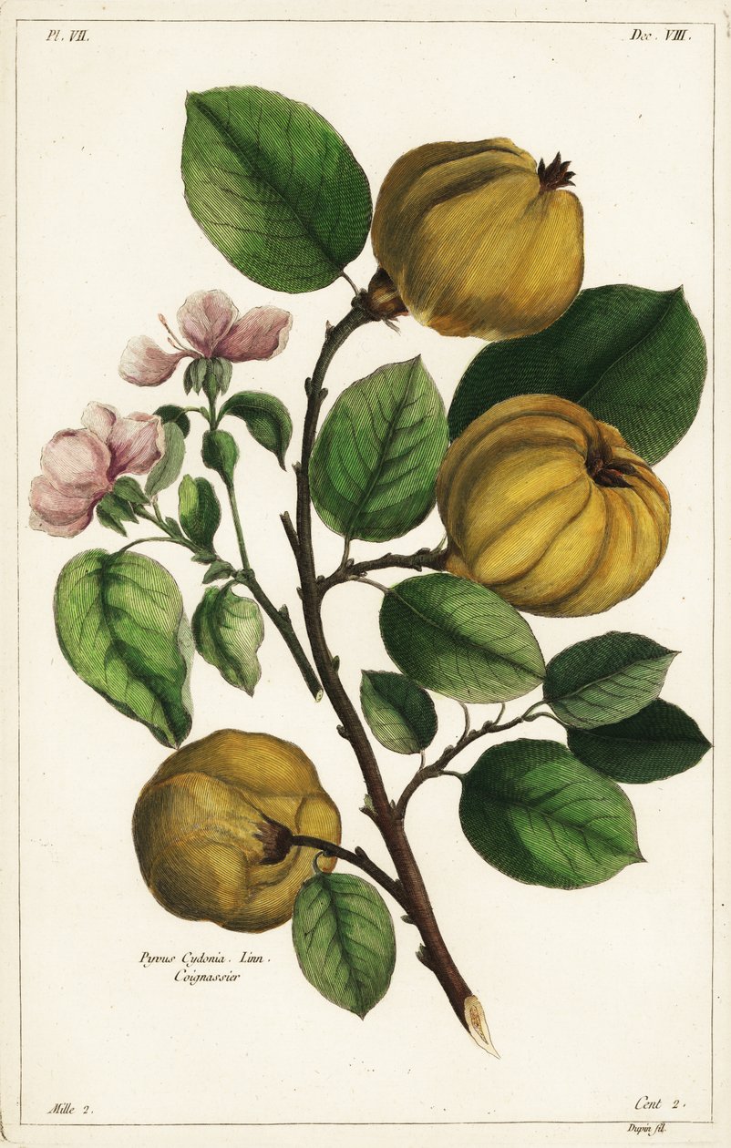 Quince tree and fruit, Cydonia oblonga Pyrus cydonia, Linn by the Younger Dupin