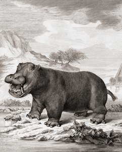 A hippopotamus (Hippopotamus amphibius)