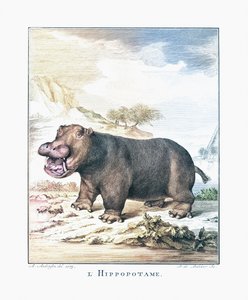 A Hippopotamus (Hippopotamus amphibius)