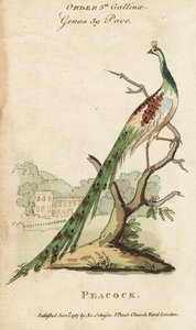 Indian peafowl or peacock by (after) English School