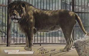 African Lion, London Zoological Gardens by (after) English photographer