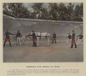 Training a Draft Horse by (after) French Photographer
