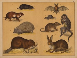 Animals by (after) German School