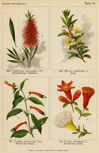Callistemon Lanceolatus, Myrtus Communis, Cuphea Platycentra, Punica Granatum by (after) German School