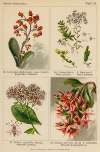 Cotyledon (Echeveria) Retusa, Sedum Album, Sedum Acre, Sedum Spectabile, Sedum Spurium by (after) German School