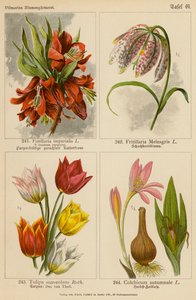 Fritillaria Imperialis, Fritillaria Meleagris, Tulipa Suaveolens, Colchicum Autumnale by (after) German School