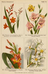 Tritonia Crocosmaeflora, Gladiolus Lemoinei, Gladioulus Gandavensis, Narcissus Biflorus