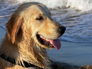 Golden Retriever by Monika Wittrich