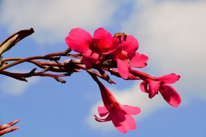 Captured Roses Against Soft Natural and Artistic Background