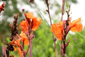 Captured roses against soft natural and artistic background