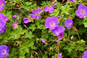 Floral Fine Art by Albert Mansour