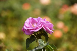 Floral Fine Art by Albert Mansour