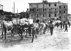 Carrara: oxen transport large blocks of marble coming from the Apuan quarries to a workshop or the studio of some sculptor
