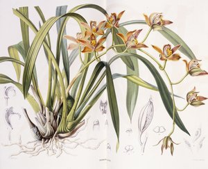 Iridorchis Gigantea by A. J. Wendel