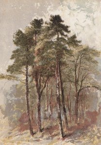 Group of Fir Trees by Aaron Edwin Penley