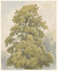 Study of an Elm by Aaron Edwin Penley