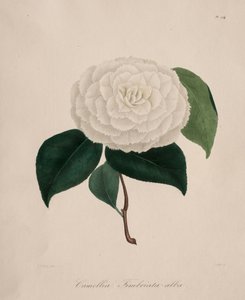 Iconography of the Genus Camellia: No. 194 by Abbé Laurent Berlèse