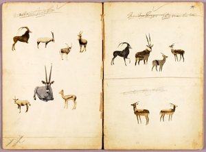 Antelopes, study folder for book Concealing Coloration in the Animal Kingdom by Abbott Handerson Thayer
