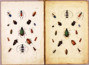 INSECTS--Colored beetles, landscape, study folder for book Concealing Coloration in the Animal Kingdom by Abbott Handerson Thayer