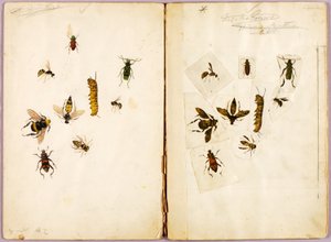 Insects--Colored, study folder for book Concealing Coloration in the Animal Kingdom by Abbott Handerson Thayer