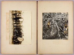Maori and Other Savages, study folder for book Concealing Coloration in the Animal Kingdom by Abbott Handerson Thayer