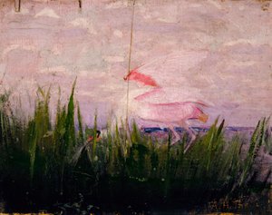 Roseate Spoonbill, Study for Book Concealing Coloration in the Animal Kingdom