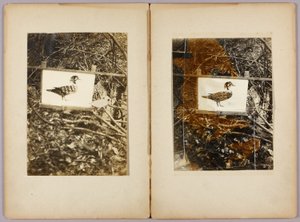 Stencil Ducks, Study Folder for Book Concealing Coloration in the Animal Kingdom by Abbott Handerson Thayer