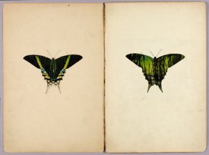 Urania Moth, Study Folder for Book Concealing Coloration in the Animal Kingdom by Abbott Handerson Thayer